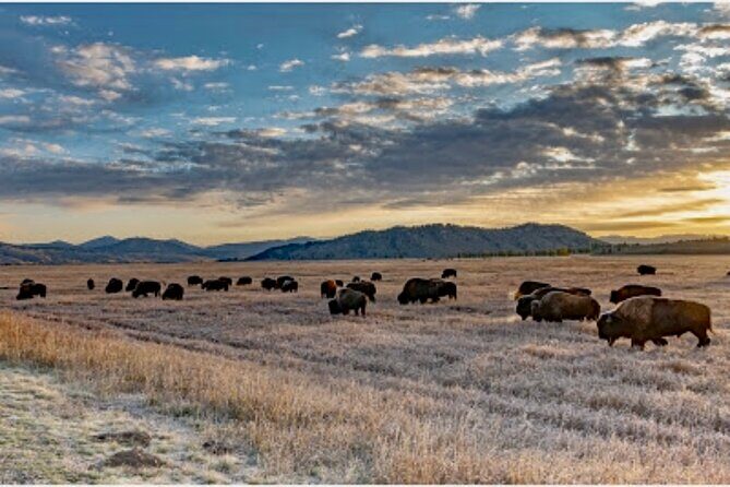 Yellowstone Wildlife and Photo Upper Loop Tour West Yellowstone - Final Thoughts