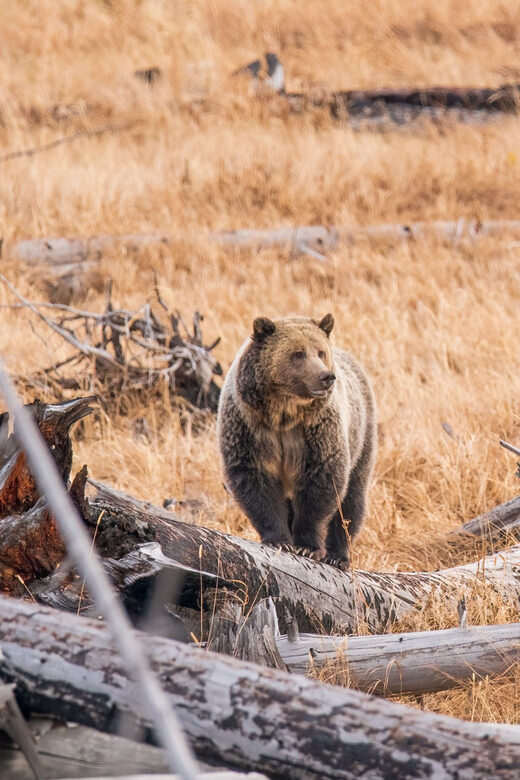 Yellowstone Wildlife Tour - Key Points