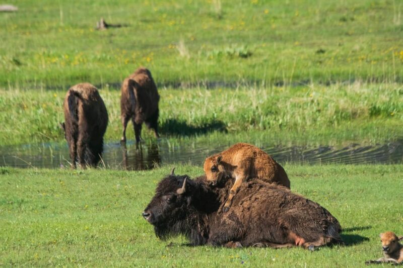 Yellowstone Wildlife Tour - The Itinerary Breakdown: What to Expect