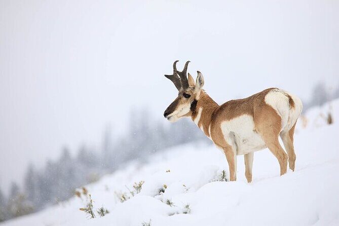 Yellowstone Winter Wildlife Safari from Bozeman - A Step-By-Step Look at the Itinerary
