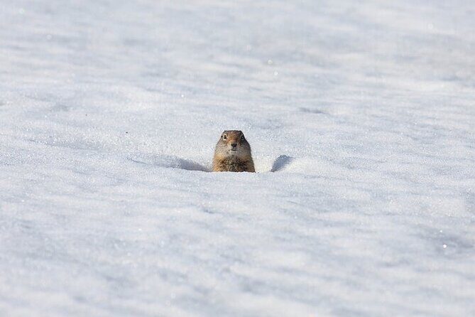 Yellowstone Winter Wildlife Safari from Bozeman - Overall Value and Who Should Consider This Tour