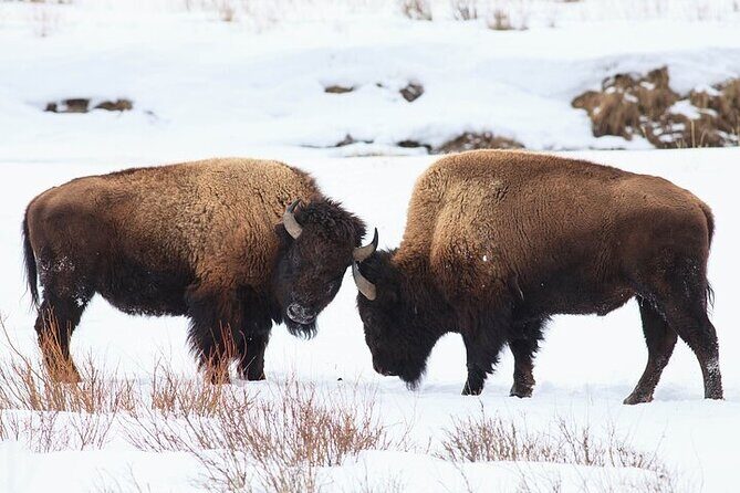 Yellowstone Winter Wildlife Safari from Bozeman - Final Thoughts: Is It Right for You?