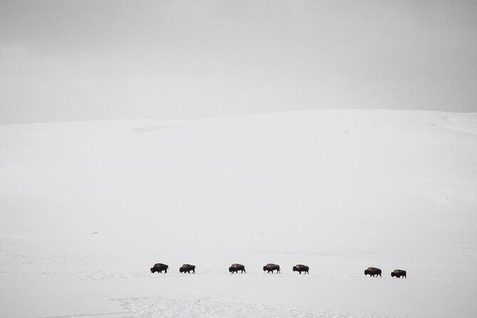 Yellowstone Winter Wildlife Safari from Bozeman - Private Tour - What Makes This Tour Stand Out?