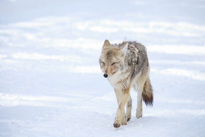 Yellowstone Winter Wildlife Safari from Bozeman - Private Tour - The Experience: Pros & Cons