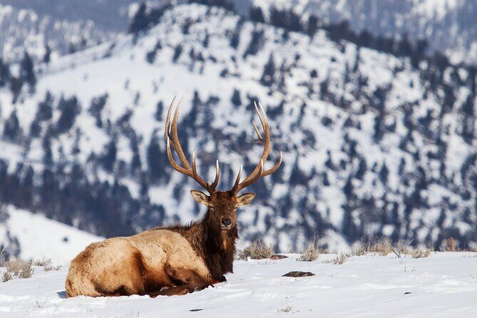 Yellowstone Winter Wildlife Safari from Bozeman - Private Tour - Who Is This Tour Best For?