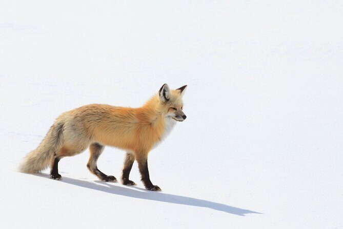 Yellowstone Winter Wildlife Safari from Bozeman - Private Tour - FAQ