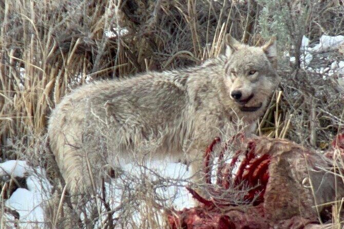Yellowstone Winter Wildlife with Snowshoeing VIP Experience - An In-Depth Look at the Yellowstone Winter Wildlife & Snowshoe Tour