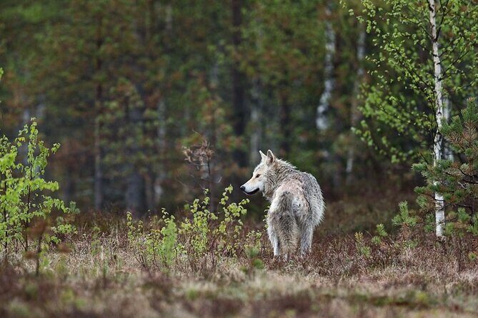 Yellowstone's Lamar Valley & Picnic Private Tour + Wildlife Guide - Practical Considerations