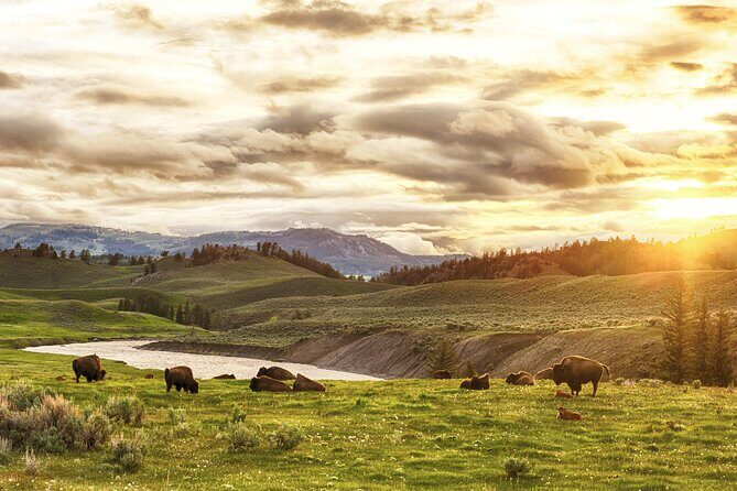 Yellowstone's Lamar Valley & Picnic With Wildlife Guide - An In-Depth Look at the Yellowstone Lamar Valley Tour