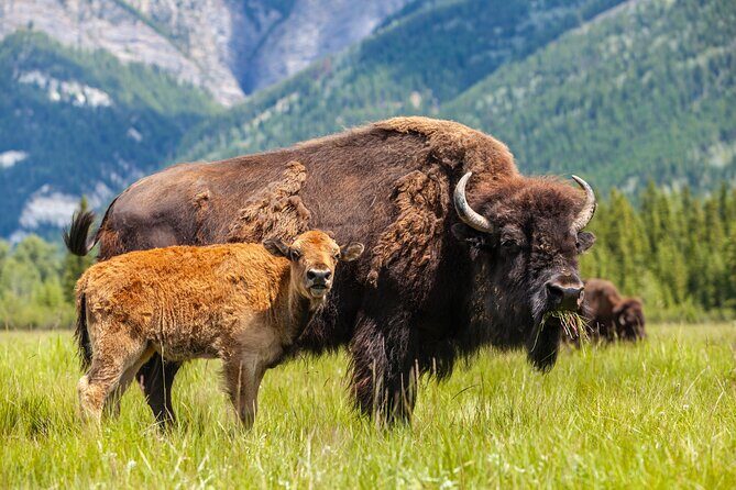 Yellowstone's Lamar Valley & Picnic With Wildlife Guide - FAQ