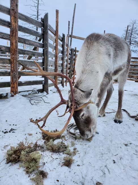 Ylitornio: Santa Station Entry Ticket - Final thoughts: Is it worth it?