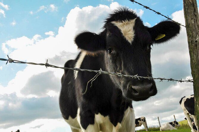 Yoga & Soundbath in Nature near Brighton - Is It Worth the Price?