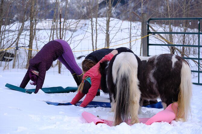 Yoga with Horses - What Is Yoga with Horses All About?