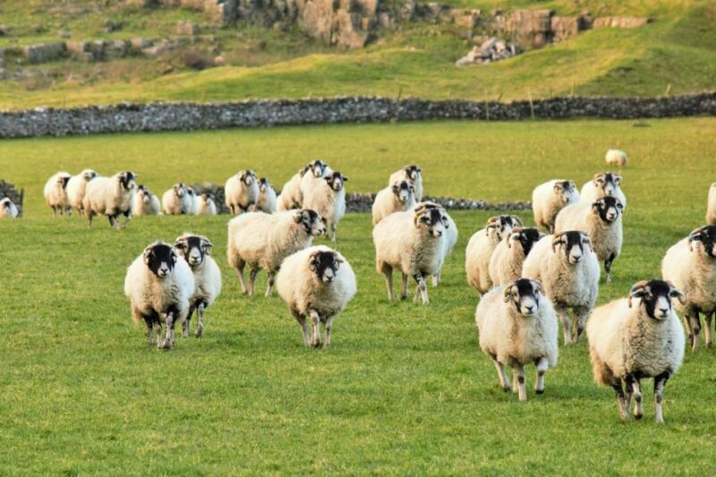 York: "All Creatures Great and Small" Yorkshire Dales Tour - Who Is This Tour Perfect For?