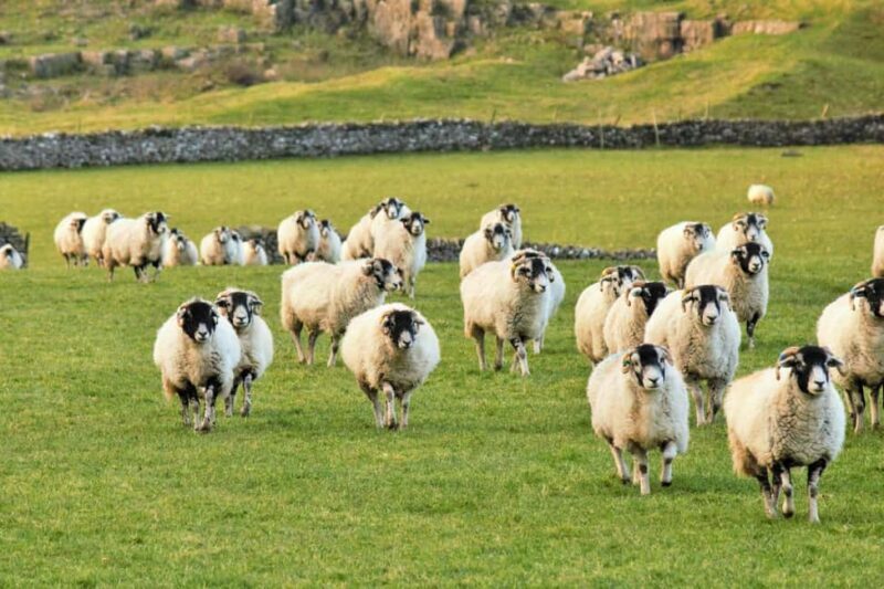 York: "All Creatures Great and Small" Yorkshire Dales Tour - FAQs