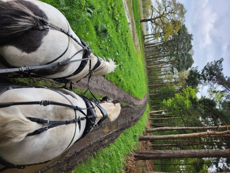 York: Horse Drawn Carriage ride & Cream Tea - Key Points