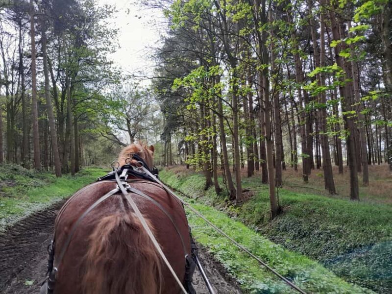 York: Private Horse-Drawn Carriage Ride and Afternoon Tea - FAQ