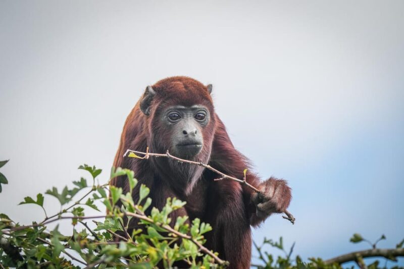 Yorkshire Wildlife Park: Entry Ticket - Key Points: