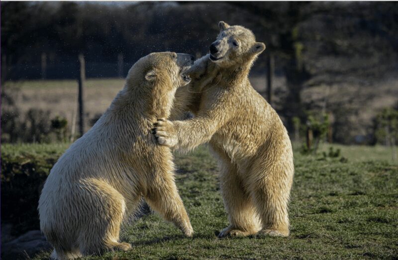 Yorkshire Wildlife Park: Entry Ticket - A Deep Dive into Yorkshire Wildlife Park: What You’re Really Getting