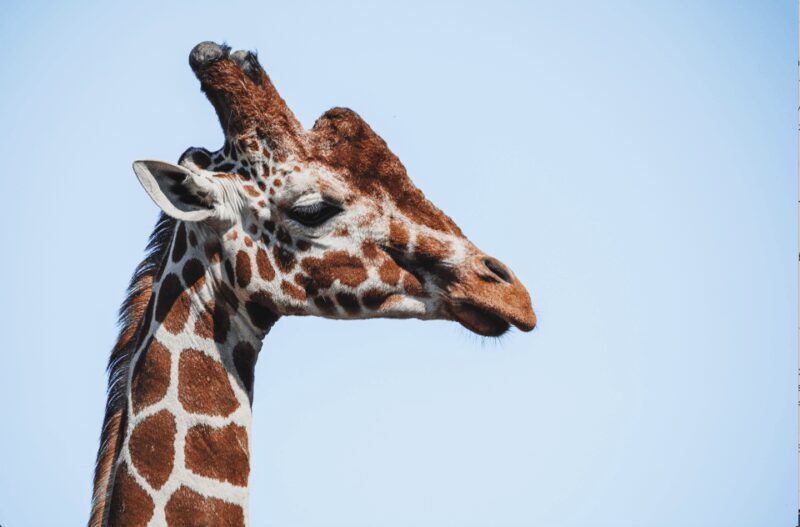 Yorkshire Wildlife Park: Entry Ticket - FAQ