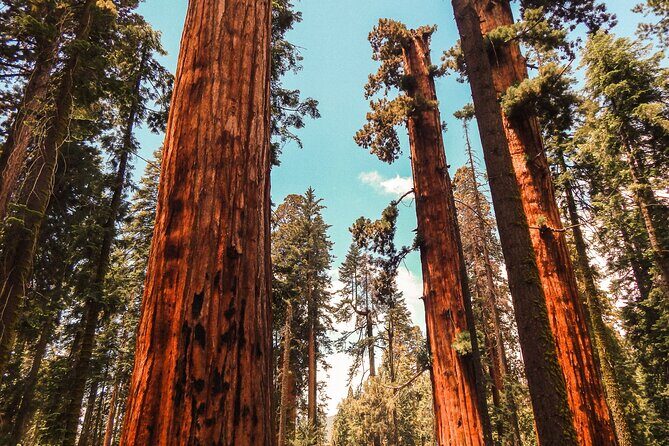Yosemite and Giant Sequoias Day Tour - Getting a Feel for the Tour