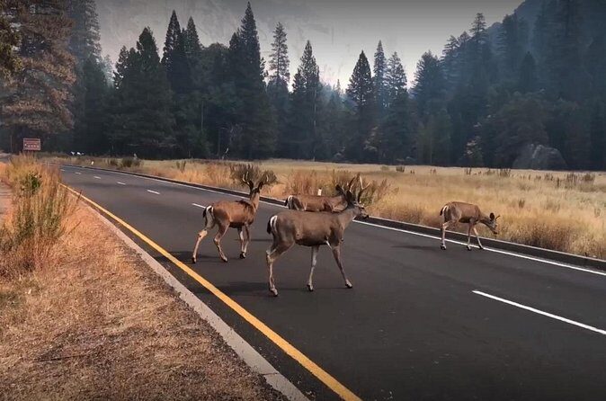 Yosemite, Kings Canyon National Parks 2 Day Tour from SF - Who Will Enjoy This Tour?