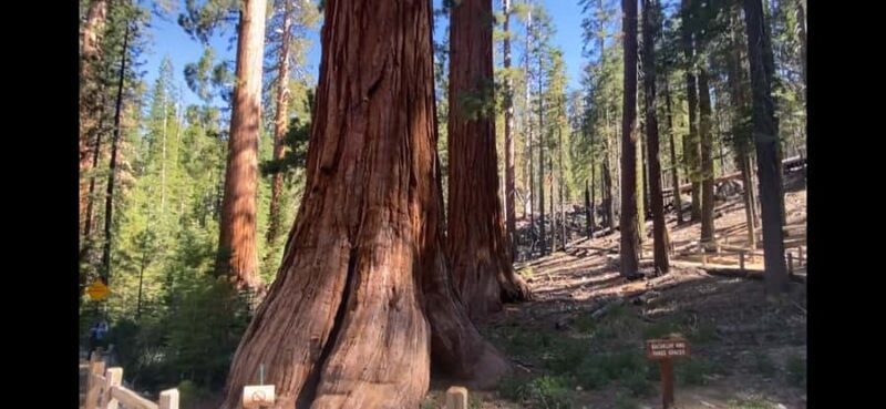 Yosemite: Mariposa Grove Guided Hike with Giant Sequoias - Final thoughts