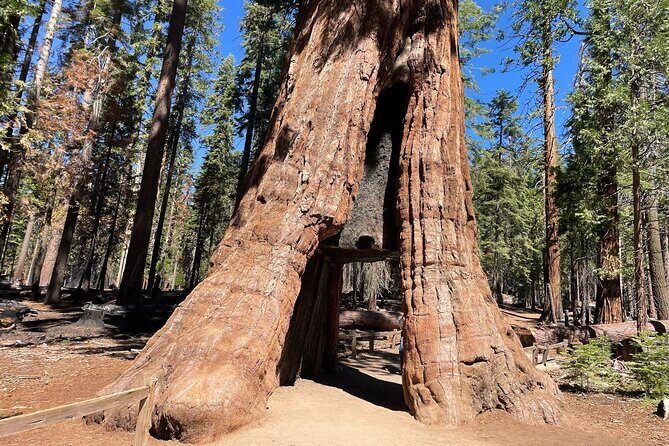 Yosemite National Park & Sequoias Private Tour from San Francisco - Key Points