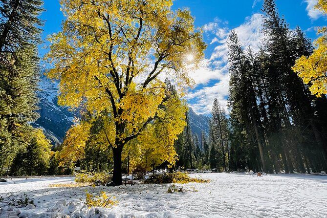 Yosemite Winter Highlights Small Group Tour - Who is This Tour Best Suited For?