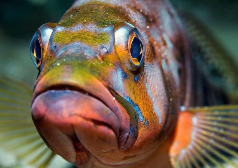 Your first introductory dive in Lanzarote with FREE photos. - What the Reviews Say