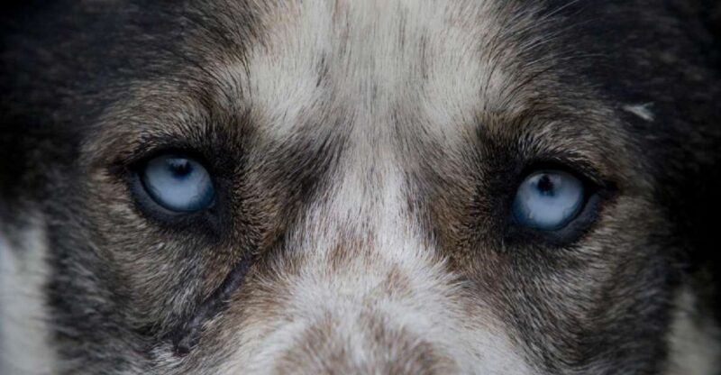 Yukon Dogs and Gold - The Guides and Their Impact