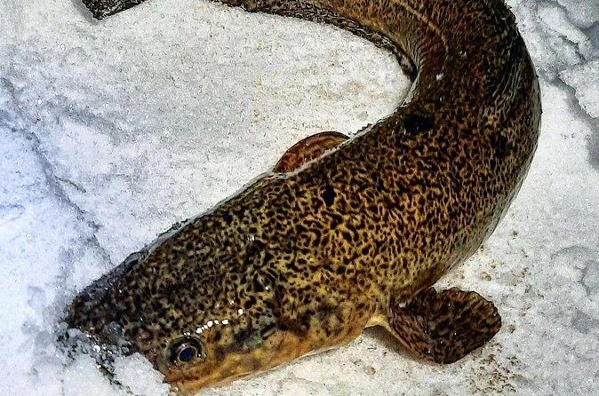 Yukon Icefishing and Aurora Viewing Combo Trip - Final Thoughts