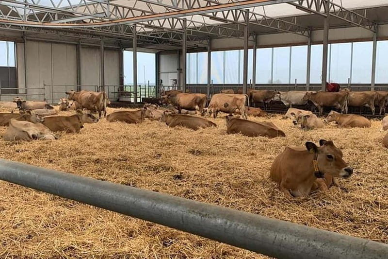 Zaanse Schans & Volendam Private Tour: Windmills and Cheese - What We Think About the Price and Duration