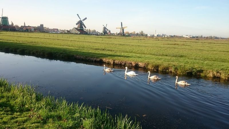 Zaanse Schans Windmills 4-Hour Tour in Italian - Italian guide: helpful context, not just basic commentary