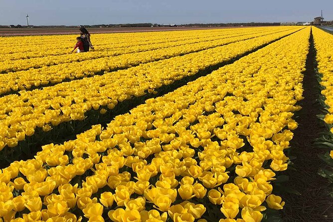 Zaanse Schans Windmills and Volendam Small-Group Tour from Amsterdam - What You Pay and Where the Value Comes From
