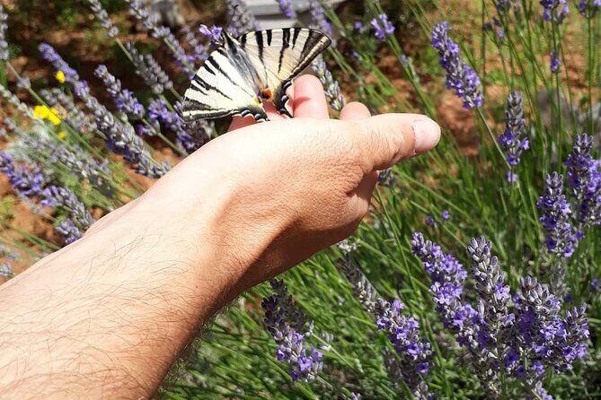 Zadar Boat Tour to the Nearby Islands - Who Should Consider This Tour?