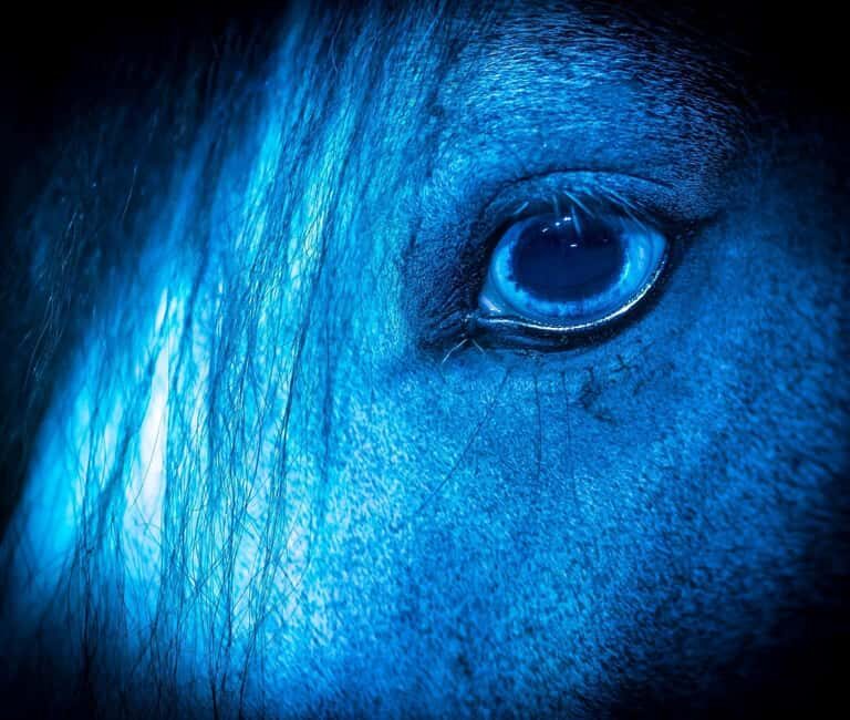 Zagal Cabaret - A one-of-a-kind equestrian show - Introduction: What is the Zagal Cabaret?