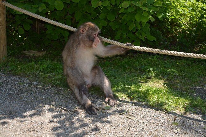 Zagreb - Monkey Park (Affenberg) - Klagenfurt - Minimudus - FAQs
