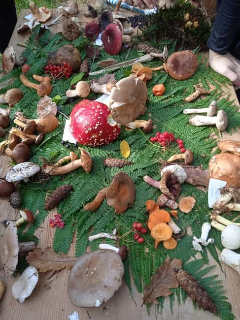 Zagreb through plants: an urban and botanical walk - Key Points