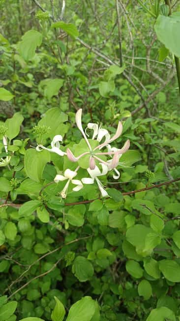 Zagreb through plants: an urban and botanical walk - The Guide and the Experience