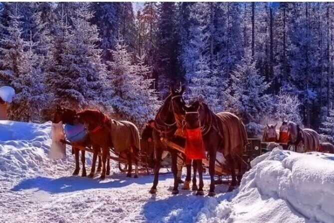 Zakopane Sleigh Ride in Tatra Mountains - Key Points