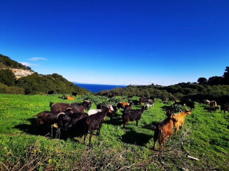 Zakynthos: early morning Shipwreck,Blue Caves and view point - Who Should Consider This Tour?