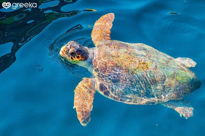 Zakynthos: Laganas, Keri, & Marathonisi Turtle Spotting Tour - An In-Depth Look at the Zakynthos Turtle Spotting Tour