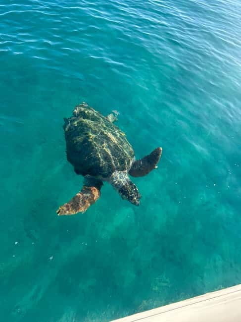 Zakynthos: Laganas, Keri, & Marathonisi Turtle Spotting Tour - FAQ