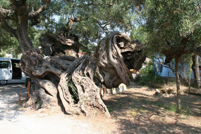 Zakynthos: Shipwreck Beach with Blue Caves Land & Sea Tour - Navagio viewpoint: the Shipwreck Beach moment up close