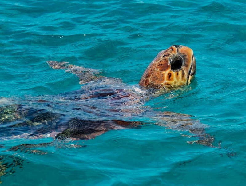 Zakynthos: Turtle Island, Cameo and Keri Caves + Transport - Key Points