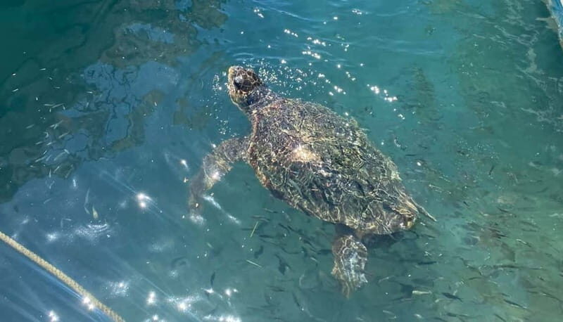 Zakynthos: Turtle Island, Cameo and Keri Caves + Transport - What to Expect from the Tour