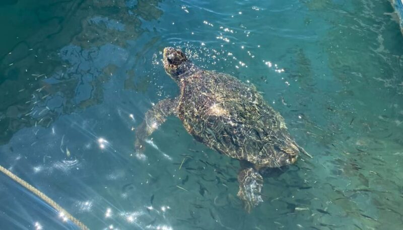 Zakynthos: Turtle Island, Cameo and Keri Caves + Transport - Final Thoughts: Is It Worth It?