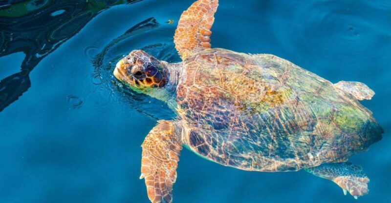 Zakynthos: Turtle Island & Keri Caves Glass-Bottom Boat Tour - Frequently Asked Questions