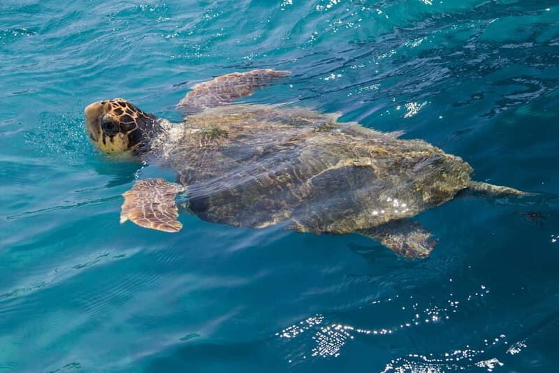 Zakynthos: Turtle Spotting Cruise with Glass-Bottom Boat - What the Tour Entails